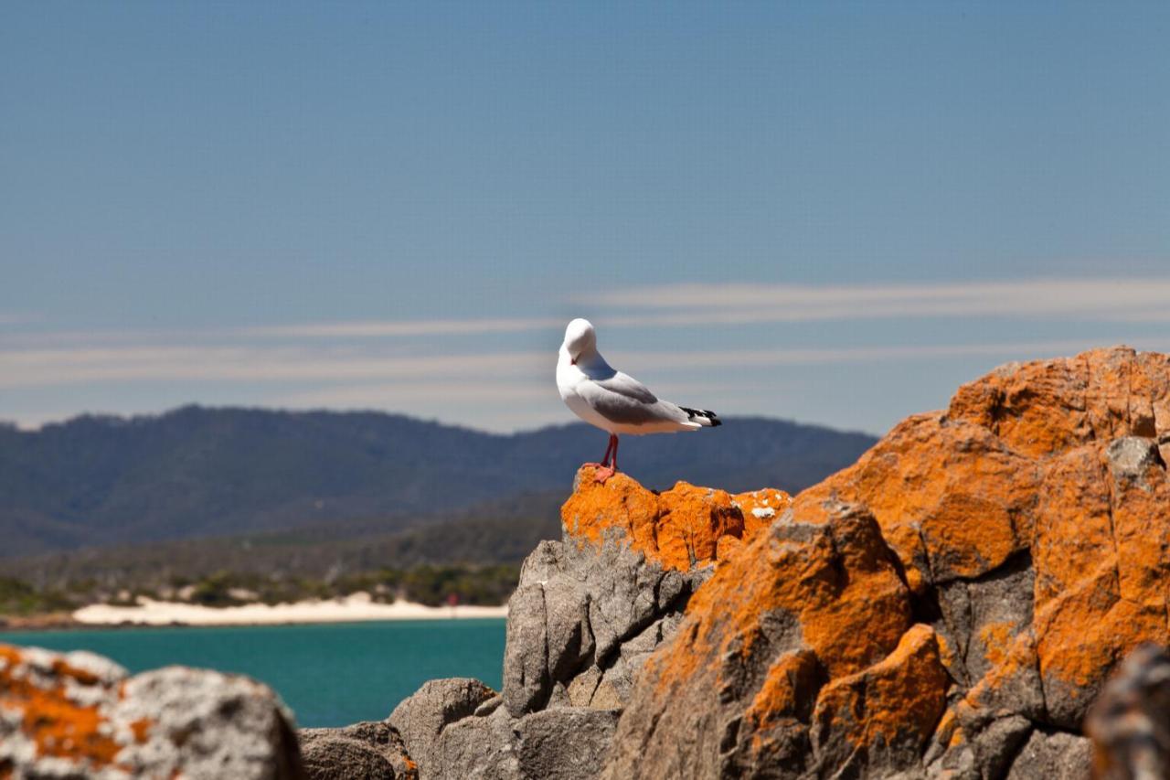 Pearl Hawley Beach Villa Port Sorell Exterior photo